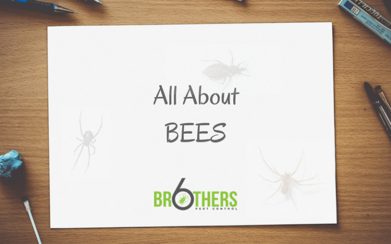  all about bees