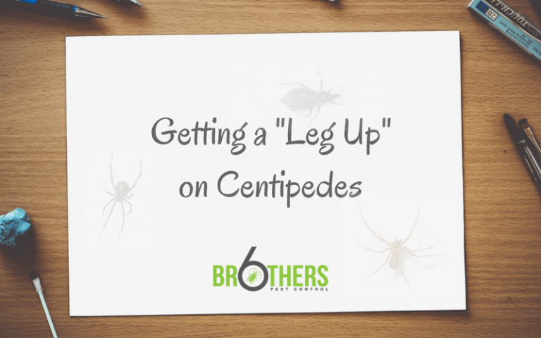 getting a leg up on centipedes