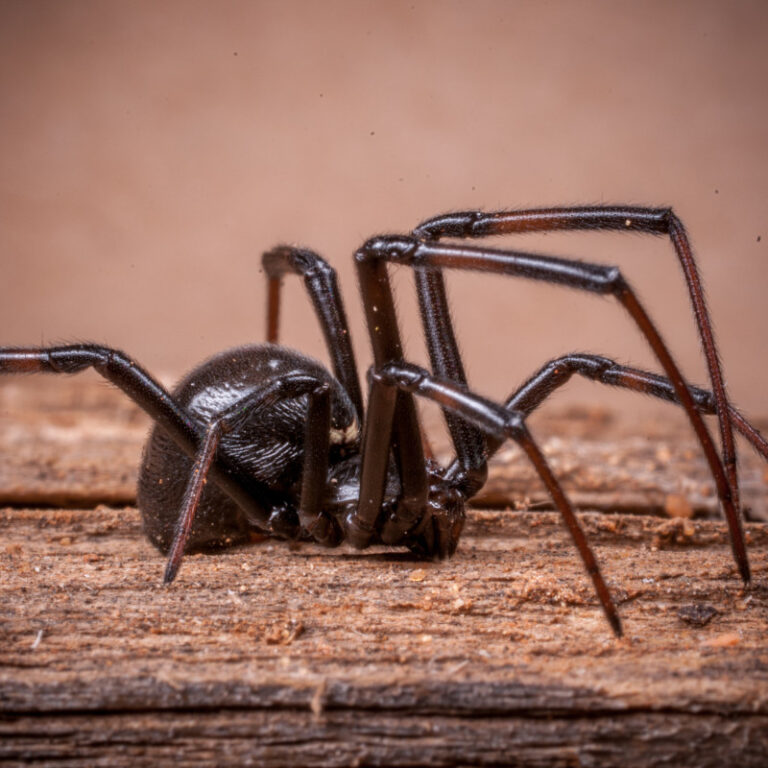 lp spider control 4 lp spider control 4
