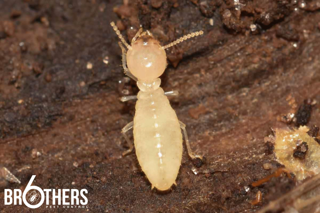 6 brothers termites 1 termites