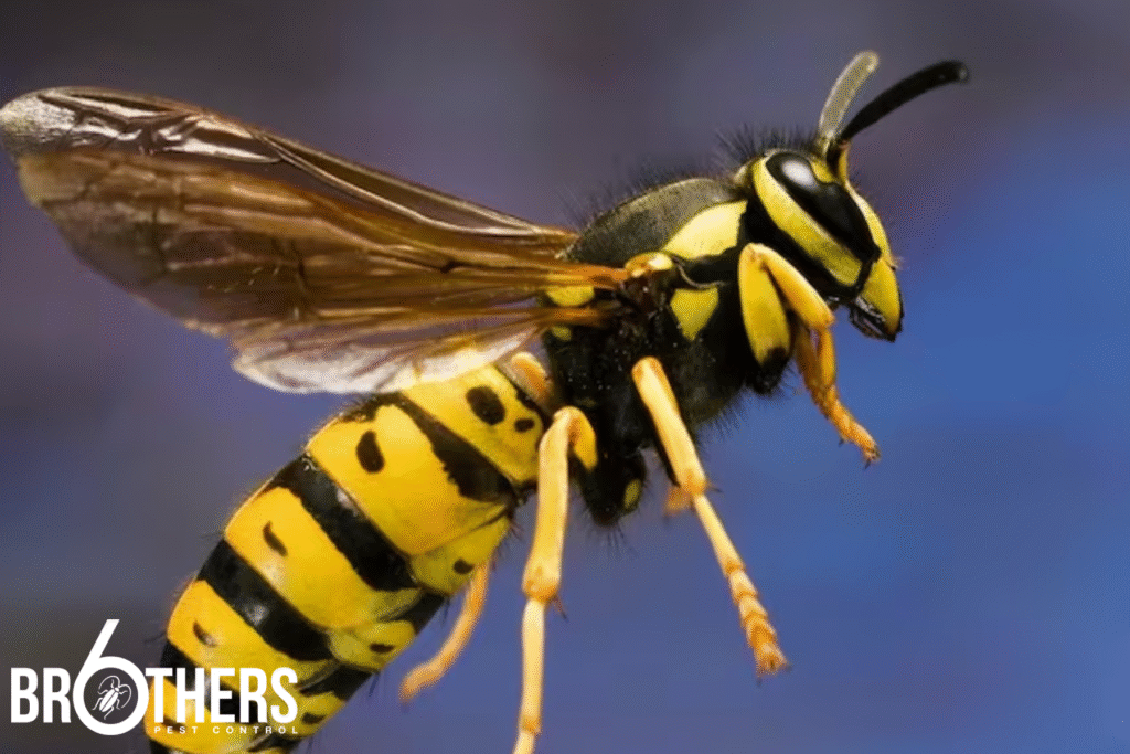 wasps
